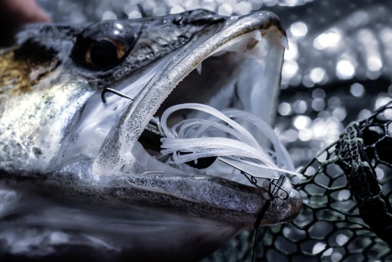 Quantum 4Street Chatter 6 Quantum 4Street Chatter – Bild 4