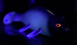 Quantum Freak Of Nature Swimbait Tench 23cm, 270g -Angeln Geschäft 22 3272005r 4