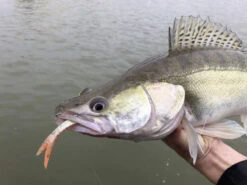 Quantum Pelagic Shad Set 21cm, 60g -Angeln Geschäft 22 3456008r 3