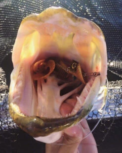 Headbanger Tail -Angeln Geschäft Headbangertailr 3