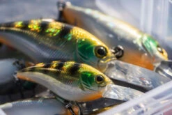 Shimano Yasei Cover Crank F 11 Shimano Yasei Cover Crank F -Angeln Geschäft LUYASCCFSR07RBTr 4